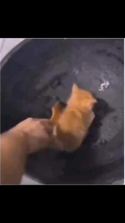 Sorry guys if I overcooked the kitten earlier. Anyways here's a video of how to uncook a kitten. 