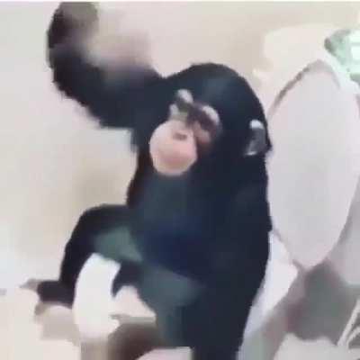 Monkey in bathroom
