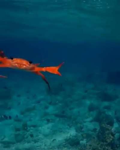 🔥 Just a crab swimming