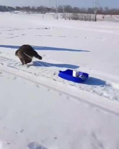 Why is there no r/TrashPandasWithJobs?