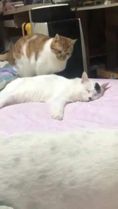 To be or not to be ... a jerk