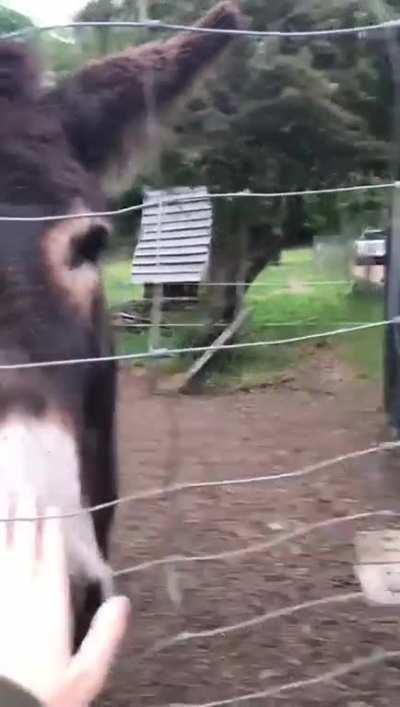 My sister accidentally made a perfectly cut scream today