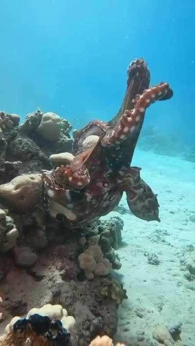 Ever wondered how an octopus mates?