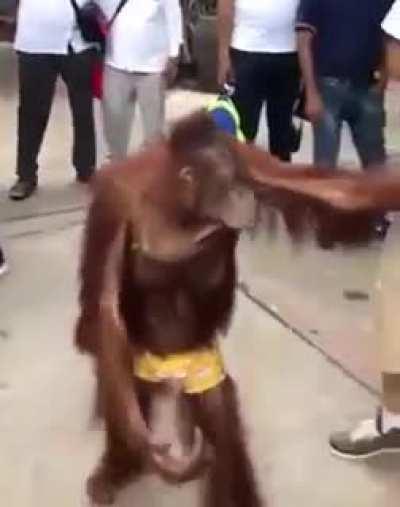 Monke just learned how to be a gentleman...