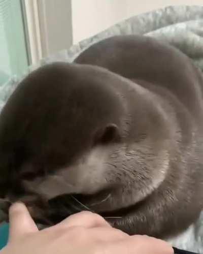 OTTER BRUTALLY MAULS POOR HUMANS FINGER