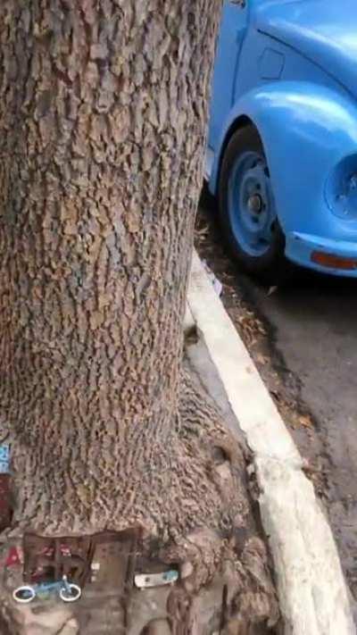 This tree in Mexico City