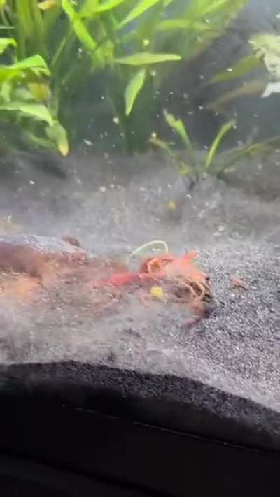 Warning live crawfish feeding, hopefully this uploads? Using my pc now instead of phone, quality might be a bit lower than usual.