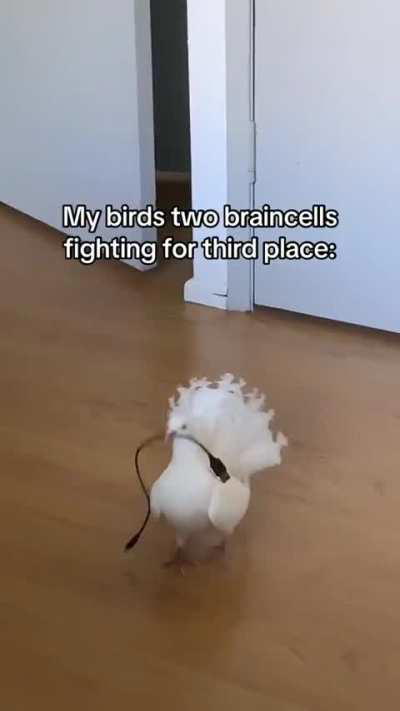 Dramatic scenes with the influencing presence of a unruly but dominant cable