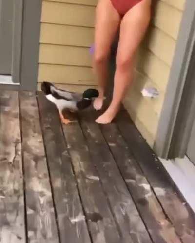 Attack Duck