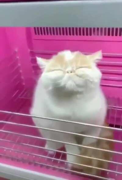 Bathed cat needs a cat dryer