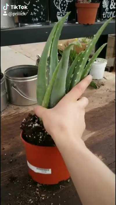 My job is making succulent arrangements 🌵