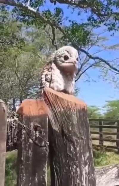 Potoo Bird - the way this bird sounds