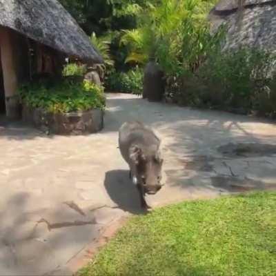 A friendly warthog approaches.