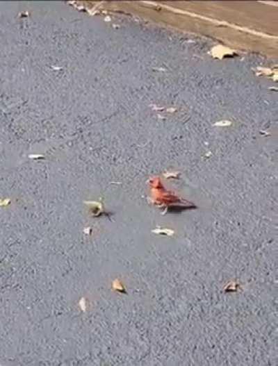 A mantis will fight any enemy that comes along, with astonishing bravery..