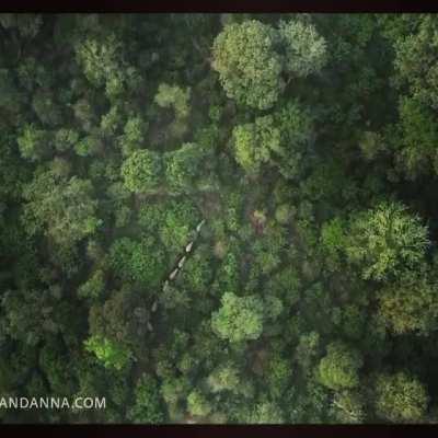 Elephants moving through a forest