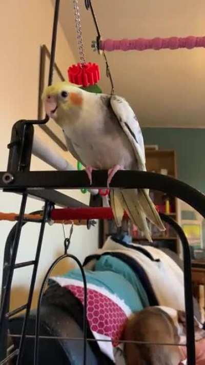 All was flirting with me today. Bless his little feathery feet!