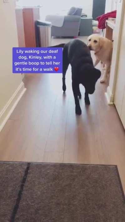 A gentle boop from Lily to wake up Kinley when it’s walk time