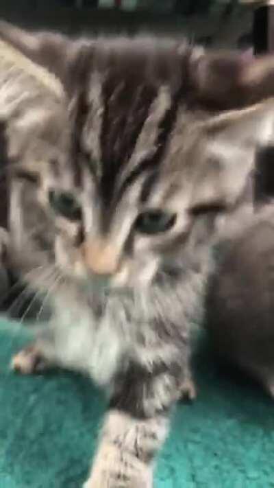 Kitten used double slap and growl. It wasn't very effective.....