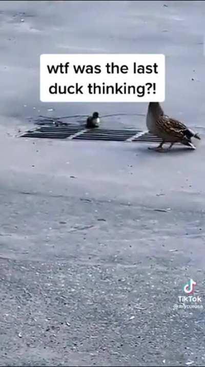 The last duckling 😭