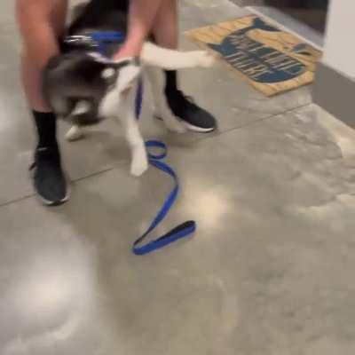 Our puppy’s reaction after being a month apart from his dad