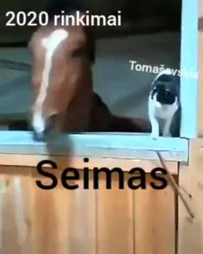 2020 Seimo rinkimų akimirkos