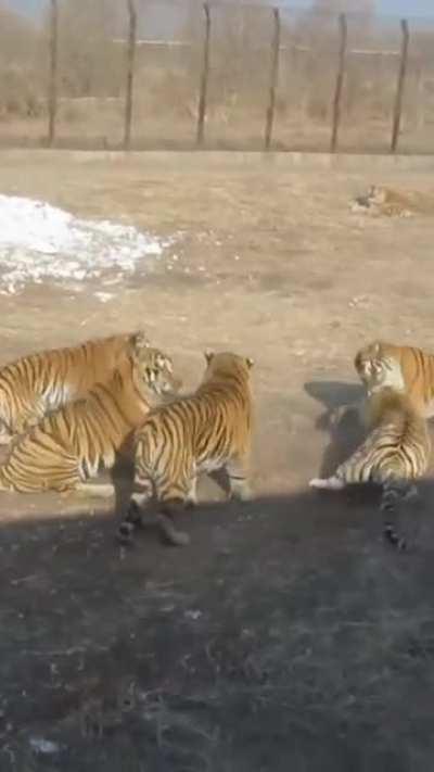 Tigers are being fed an alive baby goat while the people watch
