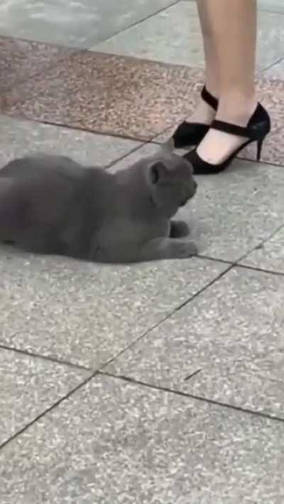 When two cat meet each other