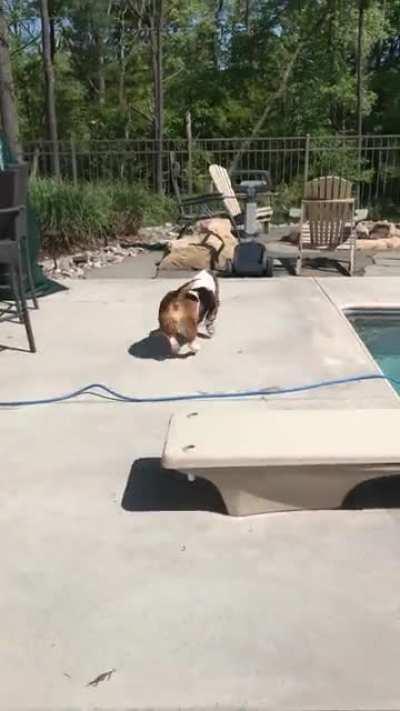 Bassett zoomies. Sorry, that’s all there is, by nature