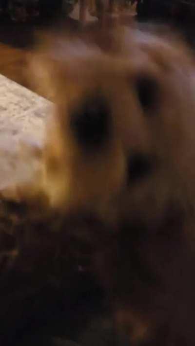 Not even a second of rest allowed