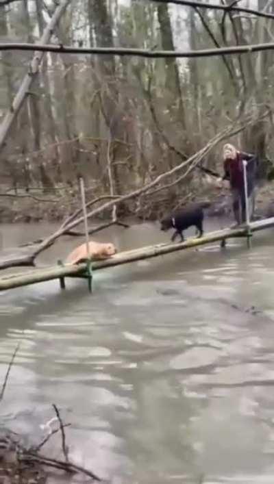 Help me bro ...( Sorry for no sound)