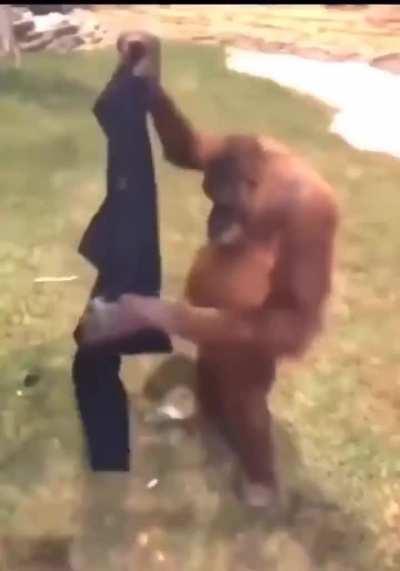chimpanzee steals a man's sweater to wear