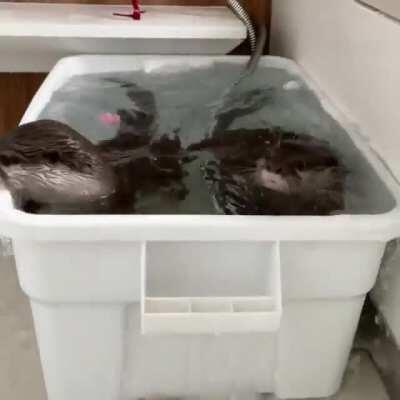 Otter doesn't want to share the Shower head