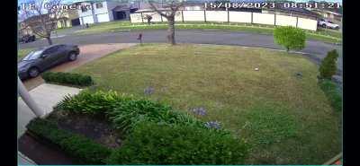 Woke up to some screaming outside this morning