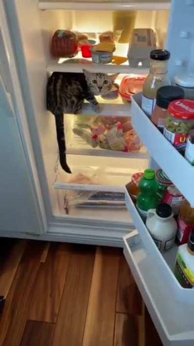 You can go back to bed, hooman, I'm just helping your baby with something to eat...