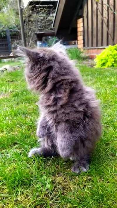 My illegally smol T-Rex doesn't appreciate the feeling of grass underfoot yet.😅♥️