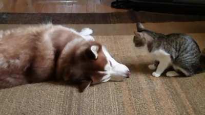 Husky getting bullied