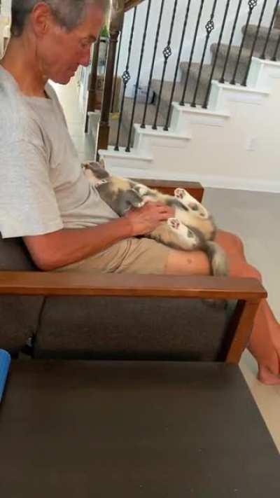 My Parents Recently Adopted a Cat