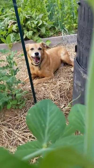 So this is whose been eating all of my peas