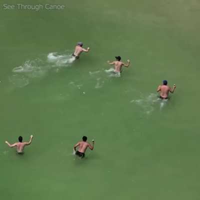 🔥 The Fear is real, but the Danger is not. Dolphin must have a sense of humor. St Petersburg, Florida