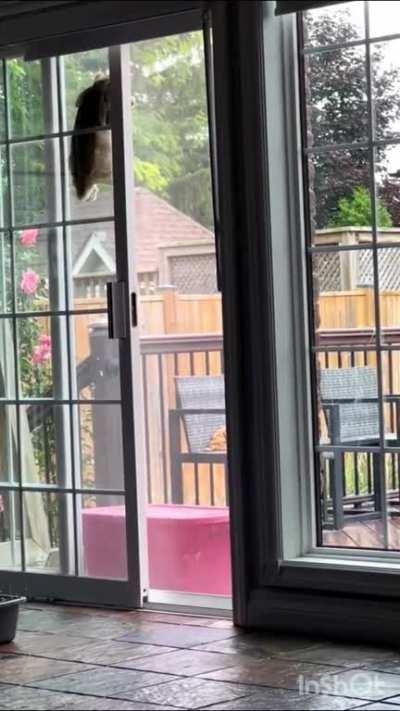 Have you ever seen a bunny climb before?ð