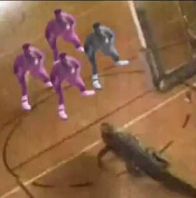 cool alligator moment