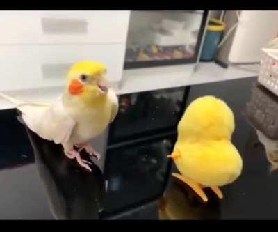 Попугайчик танцует со своим другом