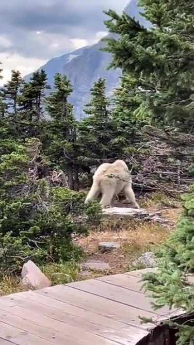 🔥 Strong looking mountain goat