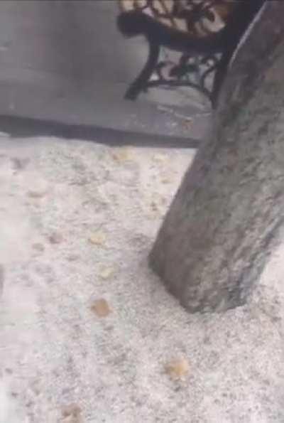 Man Finally Finds His Dog After 3 Years! 😊