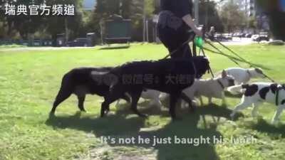 Sweden warns Bulgarians not to shit in museums and restaurants