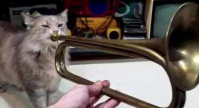 Talented trumpeteer performs 