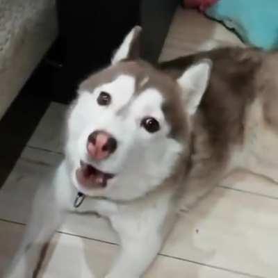 Normal husky