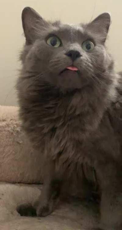 Just woken up from her nap blep