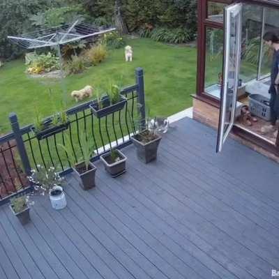 the dogs refused to go inside so the kitty had to use another way