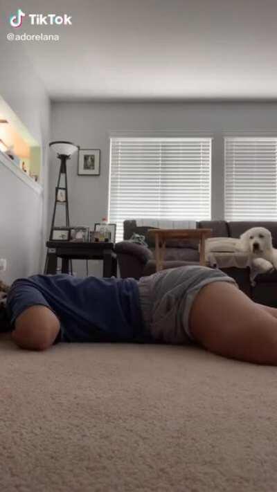 The dog is the judge